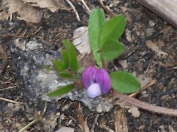 Un''altra piccola Vicia  - Vicia cfr.lathyroides